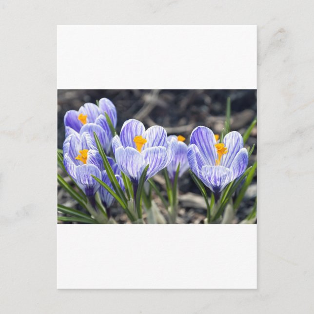 Carte Postale Fleurs de crocus (Devant)