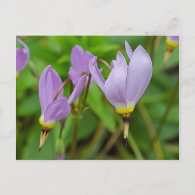 Carte Postale Fleurs de Crocus Nudiflorus Violettes (Devant)