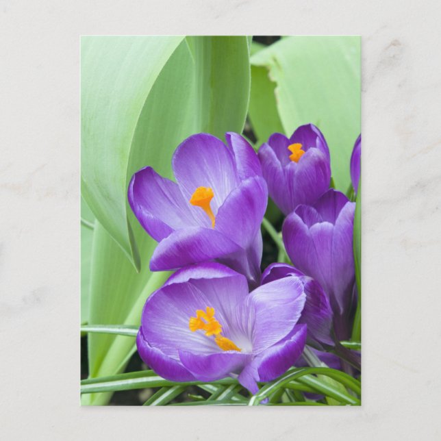 Carte Postale Fleurs de Crocus pourpres (Devant)