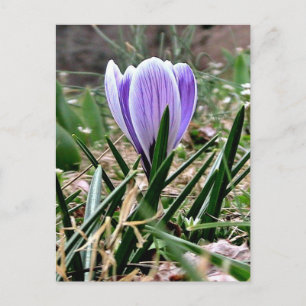 Carte Postale Fleurs de Crocus pourpres éclatantes