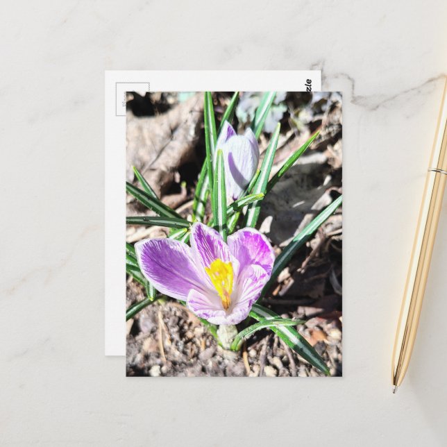 Carte Postale Fleurs de Crocus Violettes  (Devant/Arrière en situation)