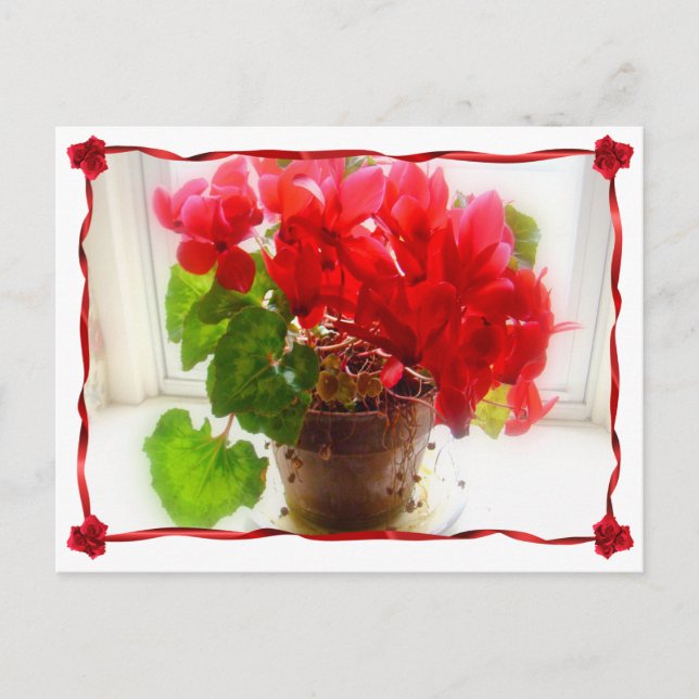 Carte Postale Fleurs de cyclamen rouge (Devant)