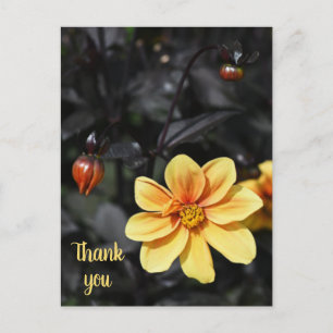 Carte Postale Fleurs de Dahlia Jaune à Wisley Gardens Merci