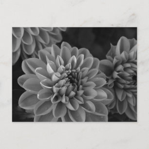 Carte Postale Fleurs de dahlia (noir & blanc)