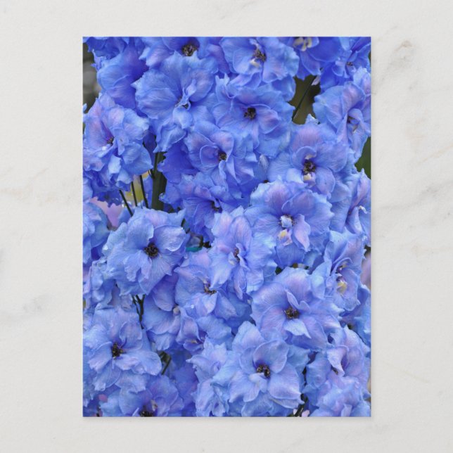 Carte Postale Fleurs de delphinium bleu (Devant)