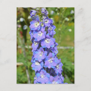 Carte Postale Fleurs de delphinium bleu