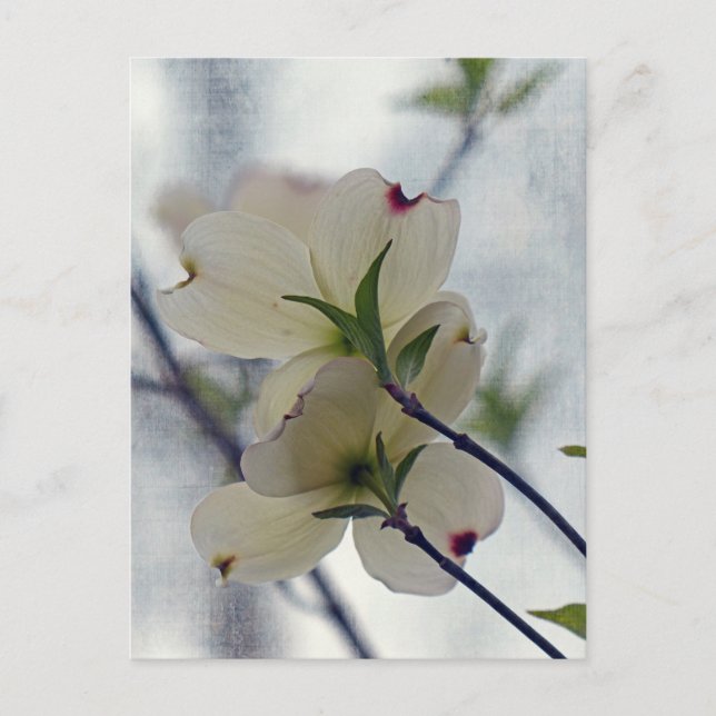 Carte Postale Fleurs de Dogwood (Devant)