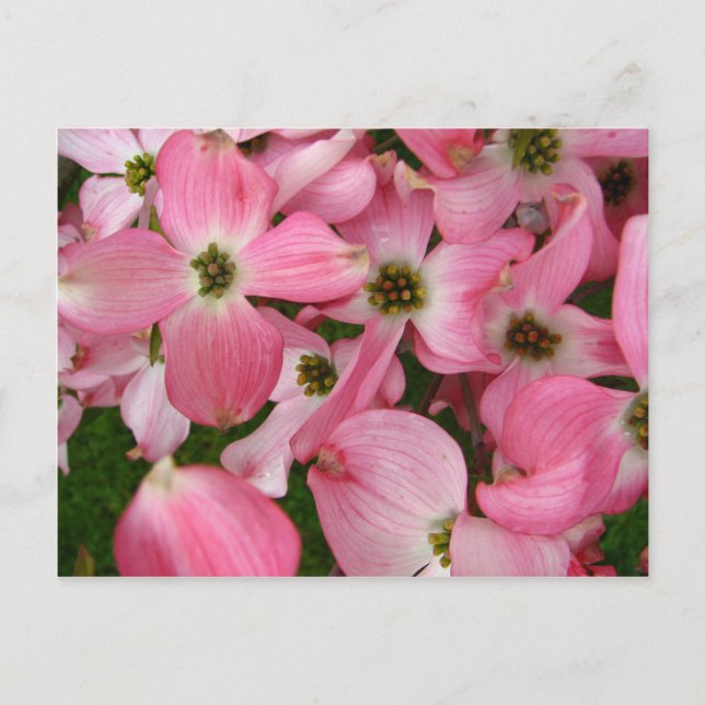 Carte Postale Fleurs de Dogwood (Devant)