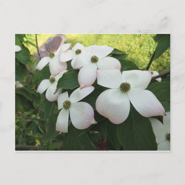 Carte Postale Fleurs de Dogwood (Devant)