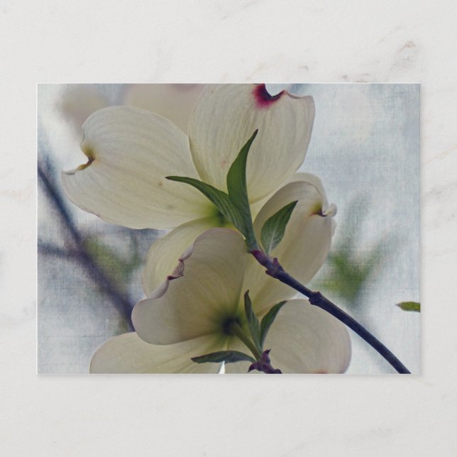 Carte Postale Fleurs de Dogwood (Devant)