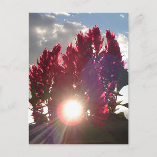 Carte Postale Fleurs de flamme couchant