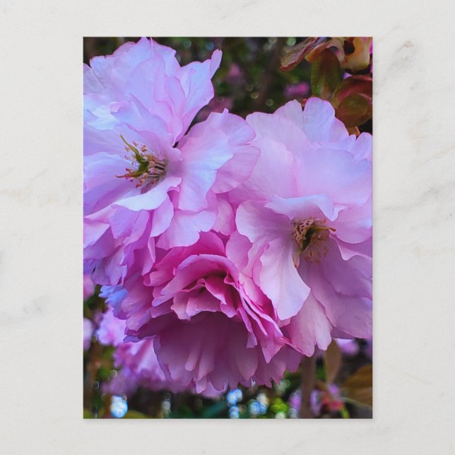 Carte Postale Fleurs de fleurs de cerisier rose (Devant)