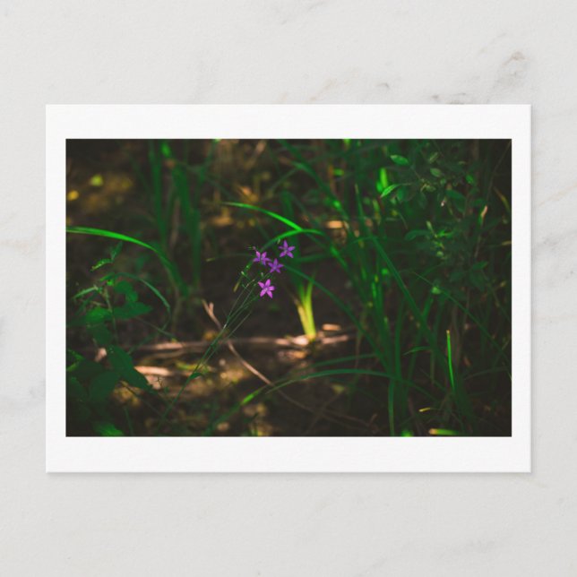 Carte Postale Fleurs de forêts sauvages pourpres (Devant)