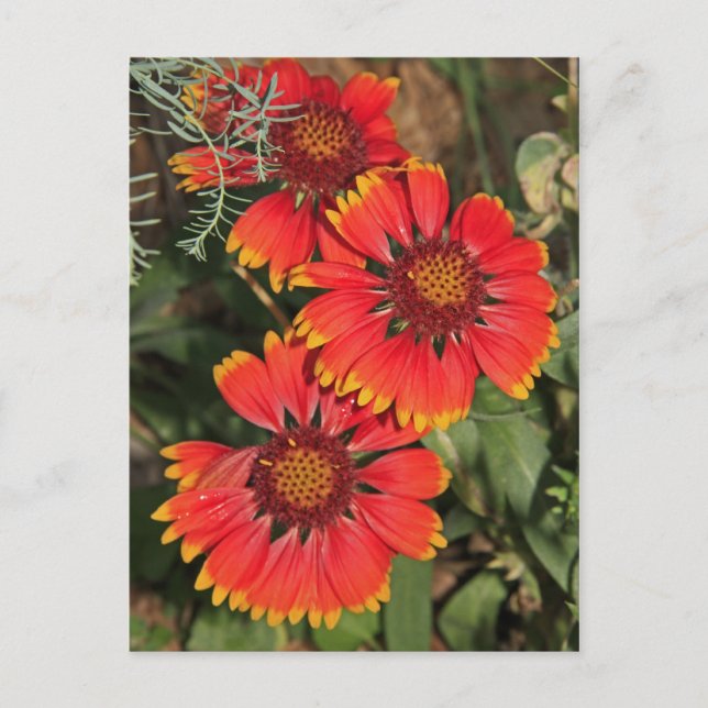 Carte Postale Fleurs de Gaillarde (Devant)