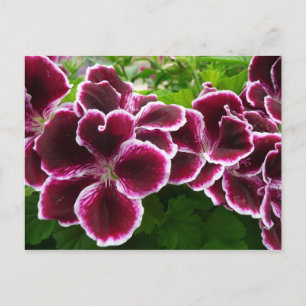 Carte Postale Fleurs de géranium royal Élégant floral lugga bord