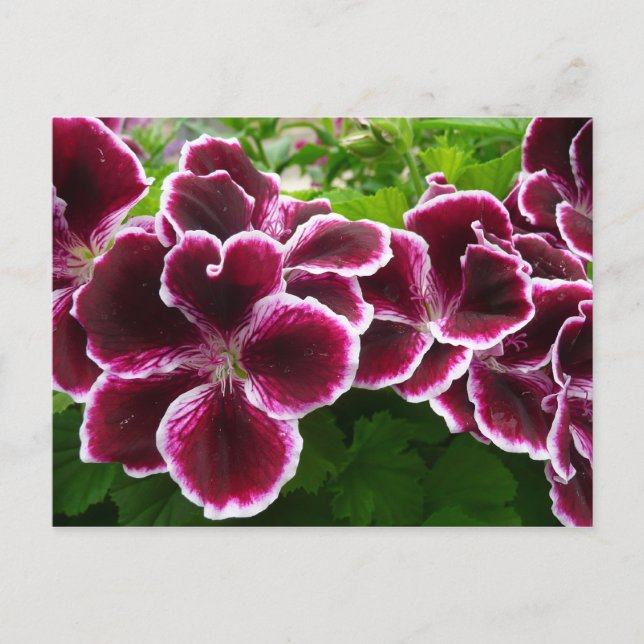 Carte Postale Fleurs de géranium royal Élégant floral lugga bord (Devant)