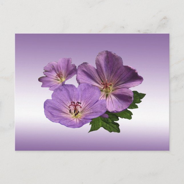 Carte Postale Fleurs de géranium violet (Devant)