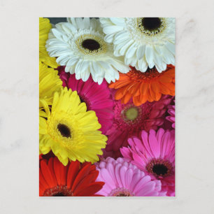 Carte Postale Fleurs de gerber colorées