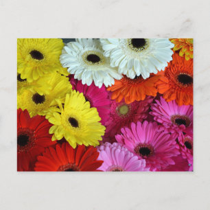 Carte Postale Fleurs de gerber colorées