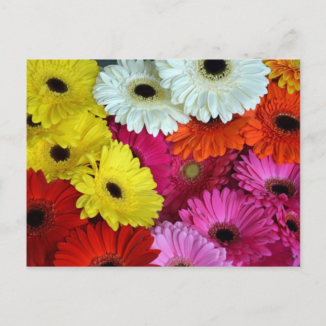 Carte Postale Fleurs de gerber colorées (Devant)