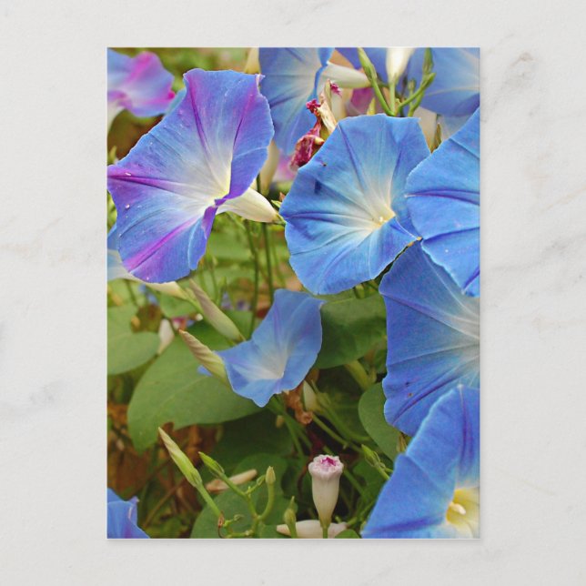 Carte Postale Fleurs de gloire du matin (Devant)