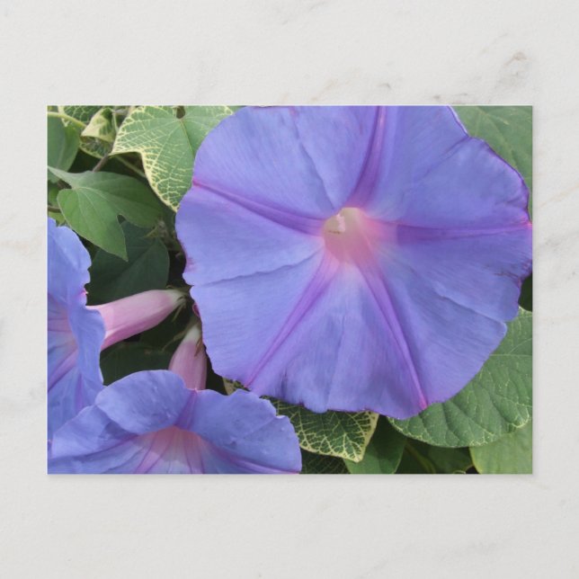 Carte postale Fleurs de gloire du matin (Devant)
