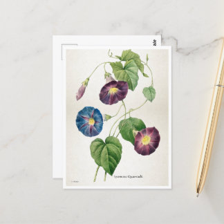 Carte Postale Fleurs de gloire du matin | Pierre-Joseph Redouté
