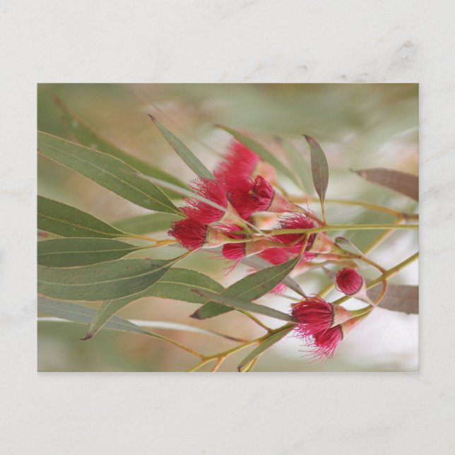 Carte Postale Fleurs de gomme (Devant)