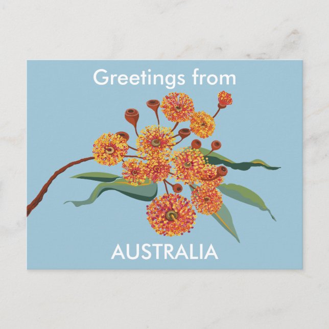 Carte Postale Fleurs de gomme australienne (Devant)