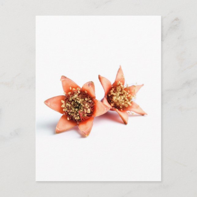 Carte Postale Fleurs de grenade (Devant)