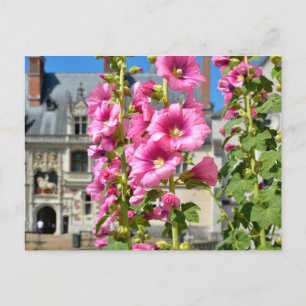 Carte Postale Fleurs de hollyhocs roses