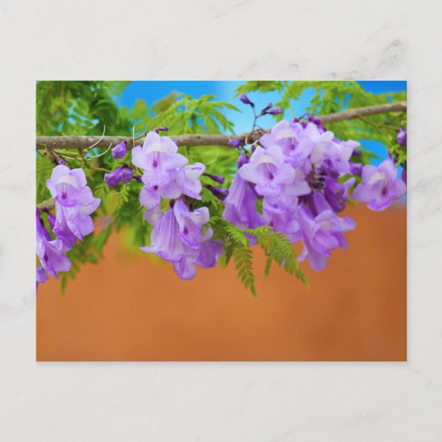 Carte Postale Fleurs de jacaranda violettes (Devant)