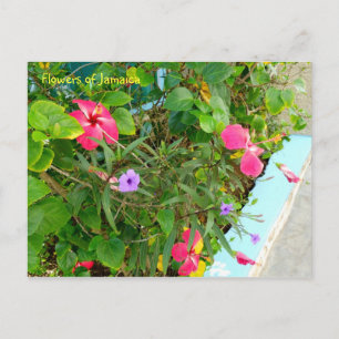 Carte Postale Fleurs de Jamaïque