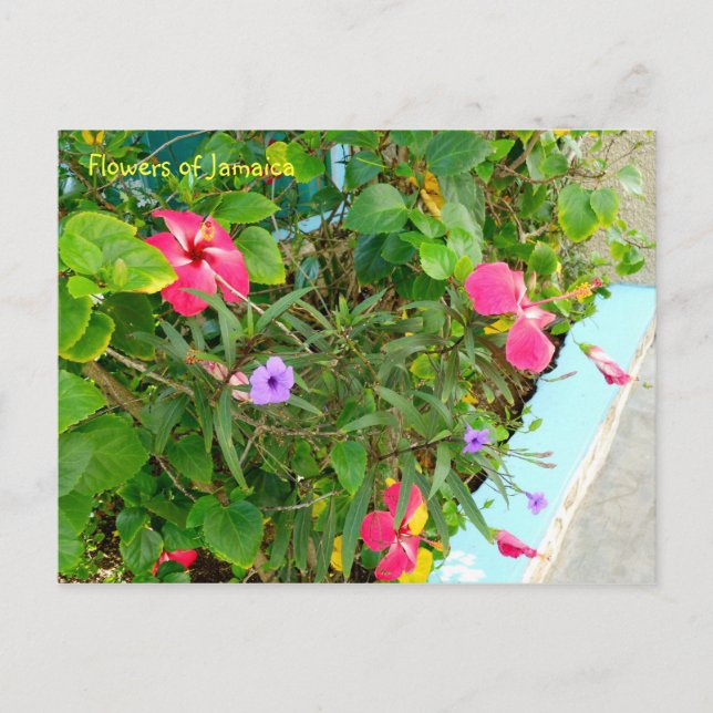 Carte Postale Fleurs de Jamaïque (Devant)