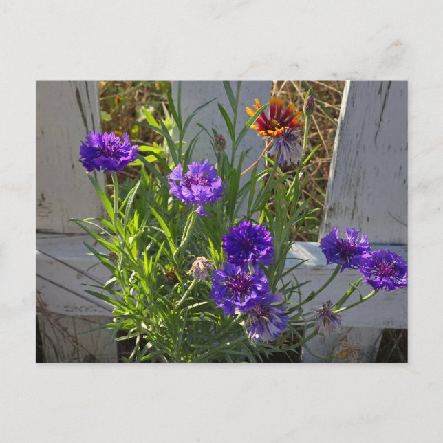 Carte Postale Fleurs de jardin (Devant)