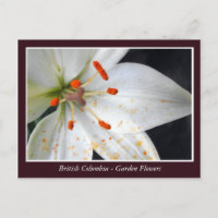 Fleurs de jardin BC