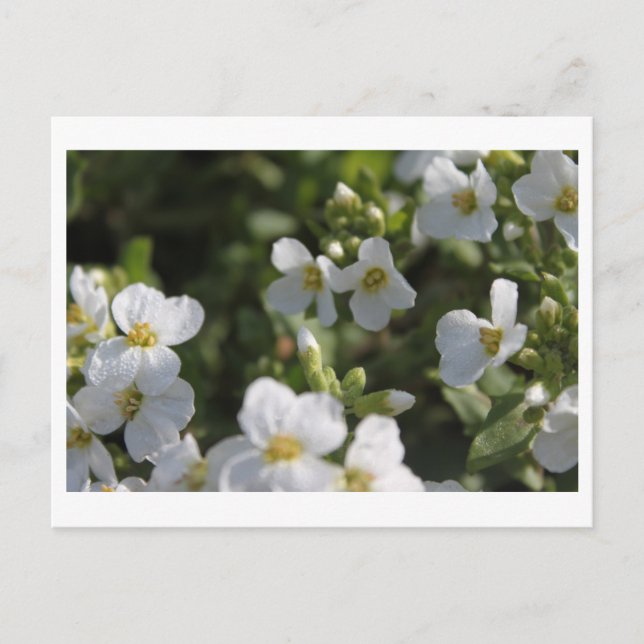 Carte Postale Fleurs de jardin d'été blanches fraîches et feuill (Devant)