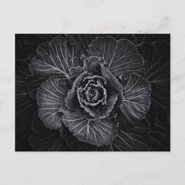 Carte Postale Fleurs De jardin En Noir Et Blanc No 108 (Devant)