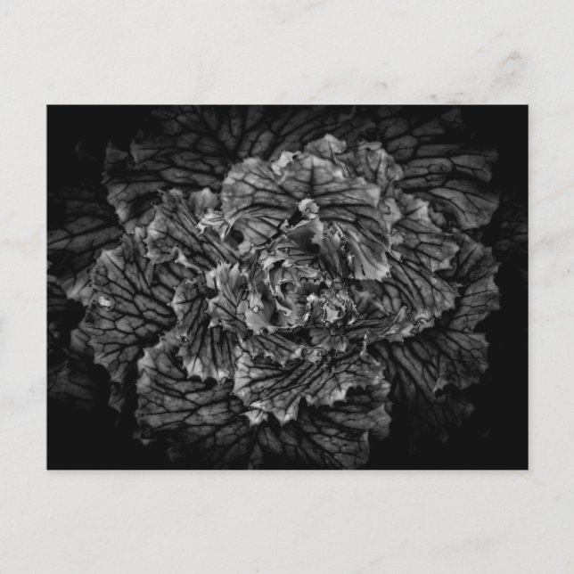Carte Postale Fleurs De jardin En Noir Et Blanc No 42 (Devant)
