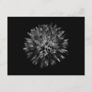 Carte Postale Fleurs De jardin En Noir Et Blanc No 53