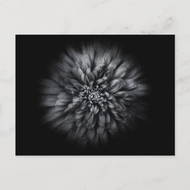 Carte Postale Fleurs De jardin En Noir Et Blanc No 68 Flux (Devant)