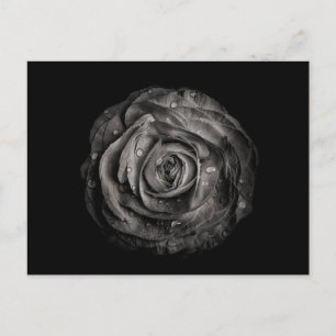 Carte Postale Fleurs De jardin En Noir Et Blanc No 72