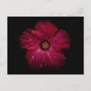 Carte Postale Fleurs de jardin No 122 Version couleur