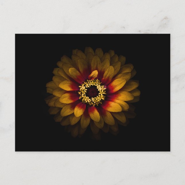 Carte Postale Fleurs de Jardin No 69 Version Couleur (Devant)