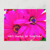 Fleurs de jardin violet brillant Osteospermum