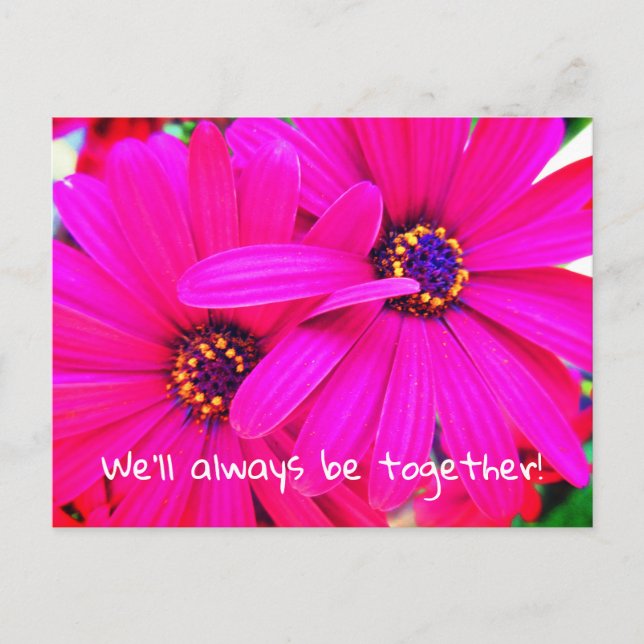 Carte Postale Fleurs de jardin violet brillant Osteospermum (Devant)