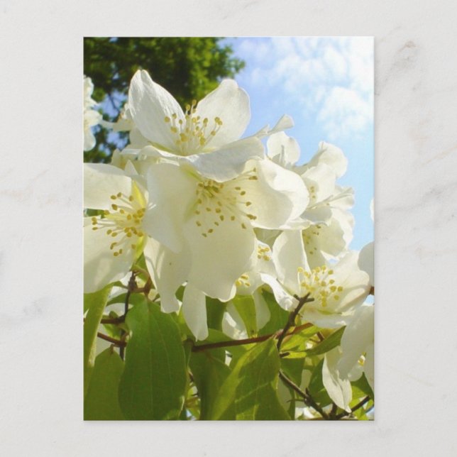 Carte Postale Fleurs de Jasmin (Devant)