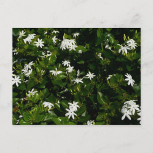 Carte Postale Fleurs de jasmin Botanique tropicale florale