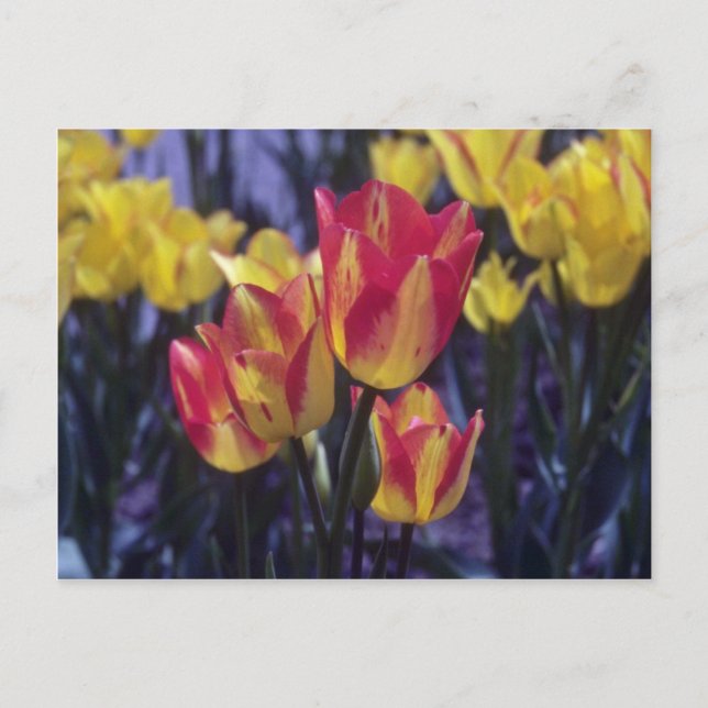 Carte Postale Fleurs de la Georgette rouge Tulip (Tulipa Multofl (Devant)