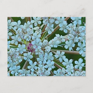 Carte Postale Fleurs de la Reine Anne